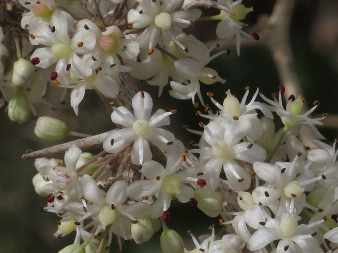 Asparagus albus