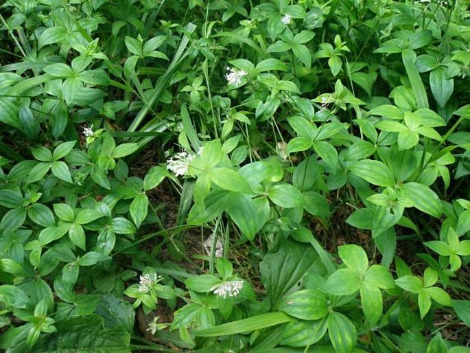 Asperula taurina