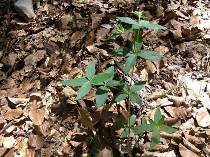 Asperula taurina