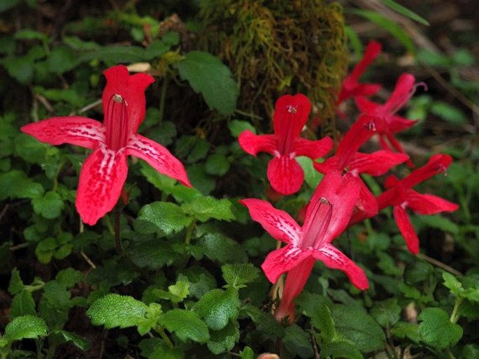 ASTERANTHERA OVATA (Cav.) Hanst.