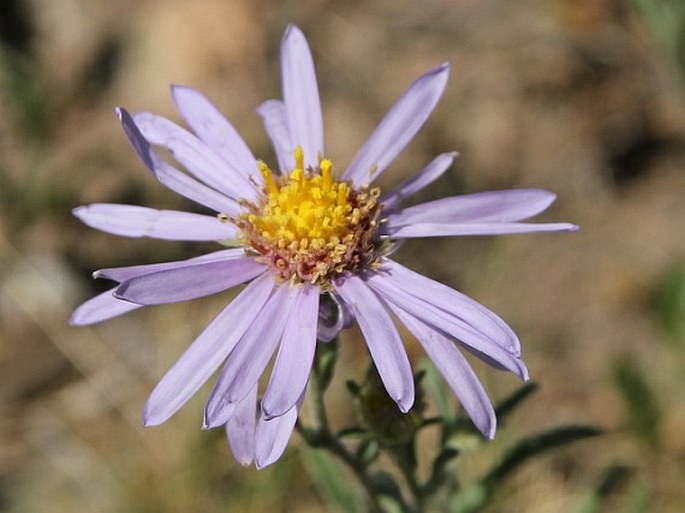 ASTER MOLLIUSCULUS (Lindl. ex DC.) C. B. Clarke – hvězdnice / astra