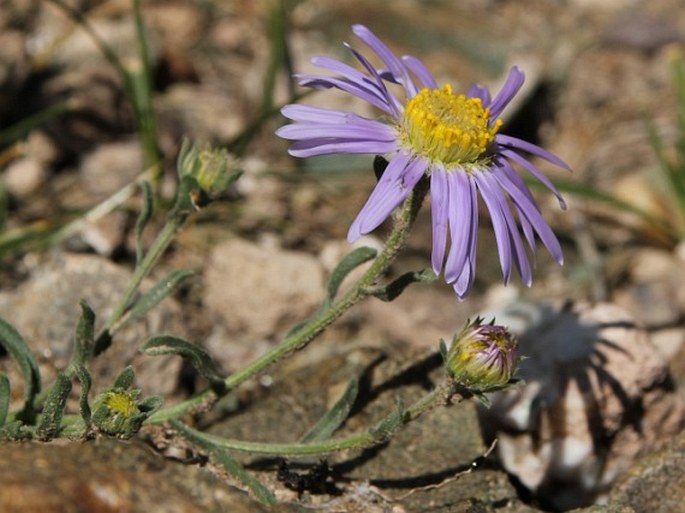 Aster molliusculus