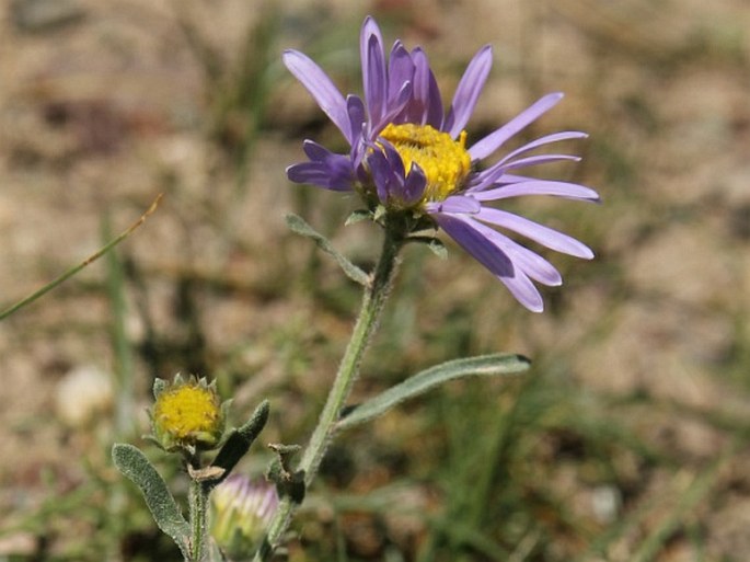 Aster molliusculus