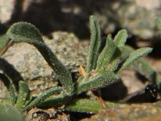 Aster molliusculus