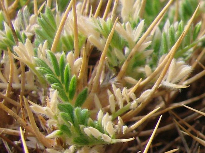 Astragalus echinus var. chionistrae