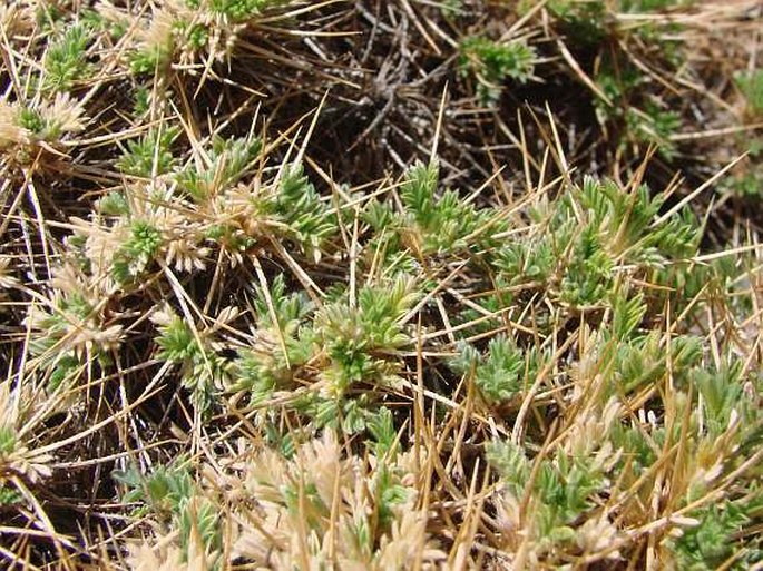 Astragalus echinus var. chionistrae