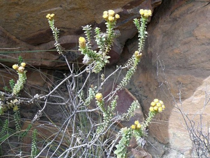 Athanasia quinquedentata