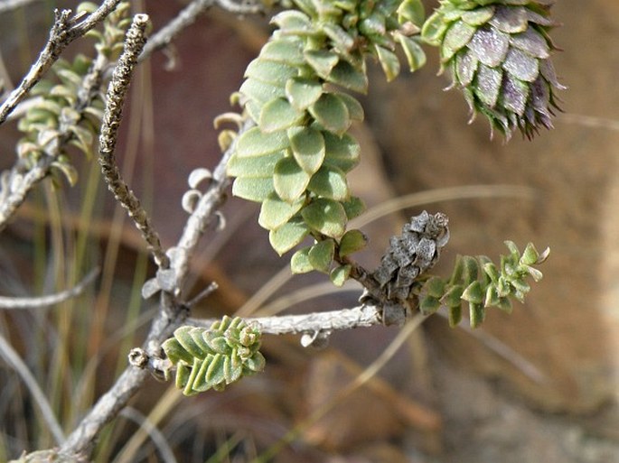 Athanasia quinquedentata