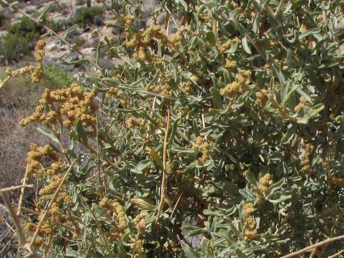 ATRIPLEX CANESCENS (Pursh) Nutt. – lebeda / loboda