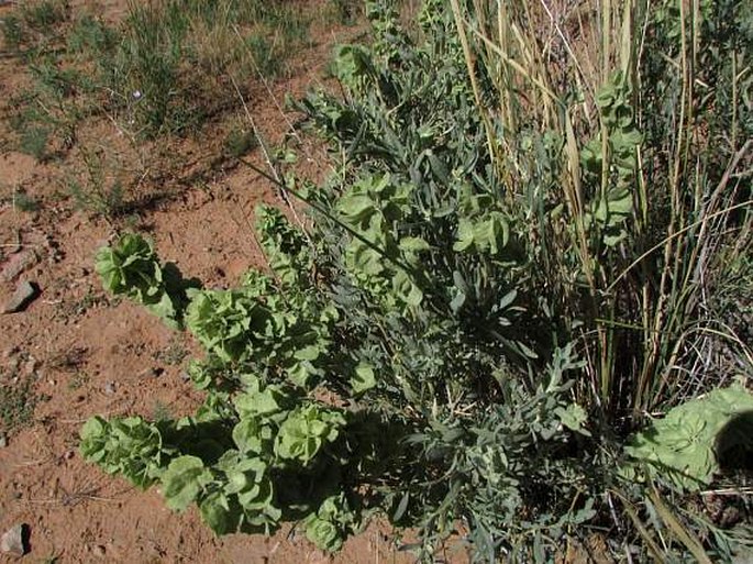 Atriplex canescens