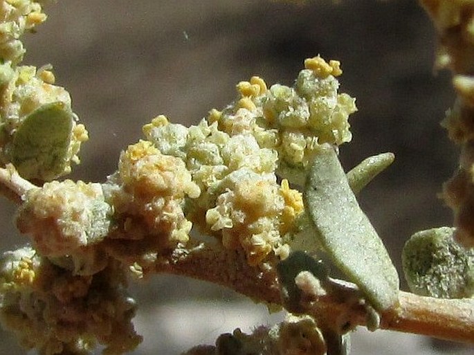 Atriplex canescens