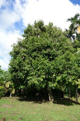 Atuna racemosa
