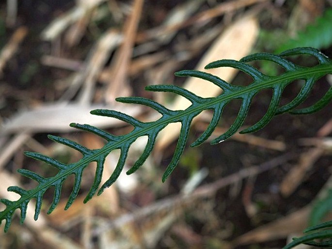 BLECHNUM MOCHAENUM G. Kunkel - žebrovice / rebrovka