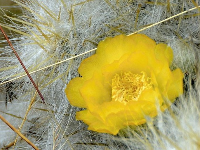 AUSTROCYLINDROPUNTIA FLOCCOSA (Salm-Dyck ex Winterfeld) F. Ritter