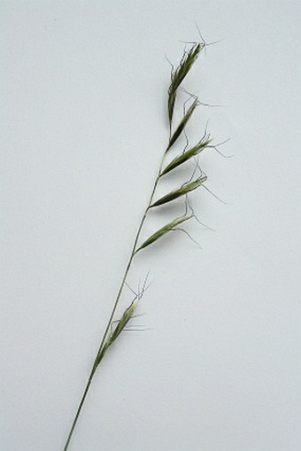 Helictochloa pratensis