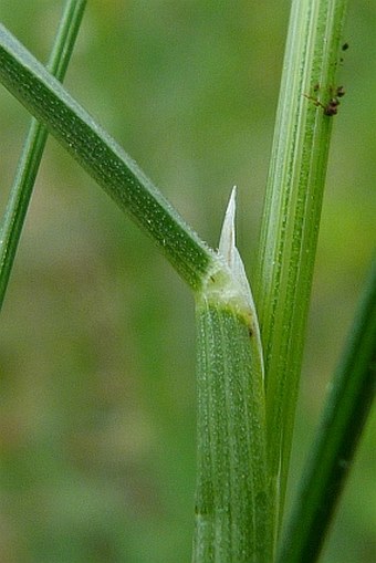 Helictochloa pratensis