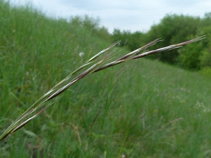 HELICTOCHLOA PRATENSIS (L.) Romero Zarco – ovsíř luční / ovsica lúčna