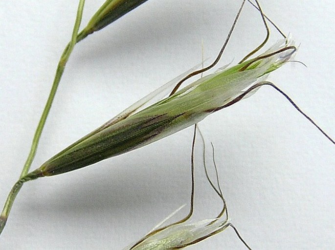 Helictochloa pratensis