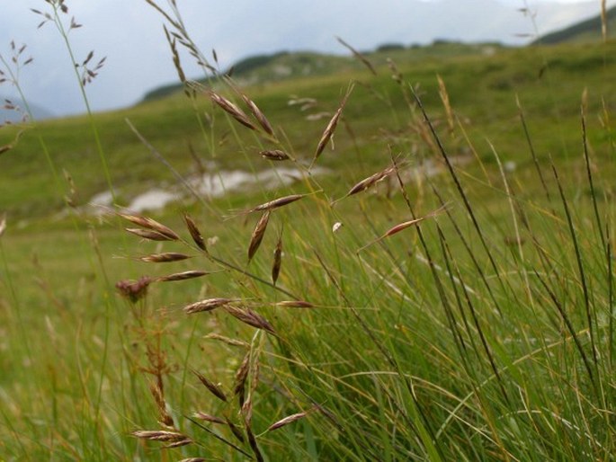 HELICTOCHLOA VERSICOLOR (Vill.) Romero Zarco - ovsíř peřestý / ovsica pestrá