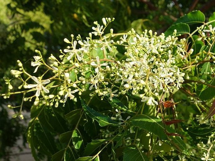 AZADIRACHTA INDICA A. Juss.