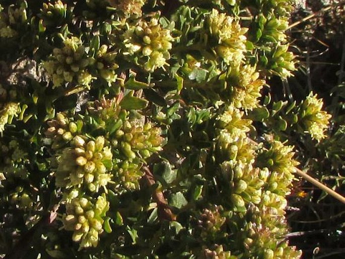 Baccharis tola