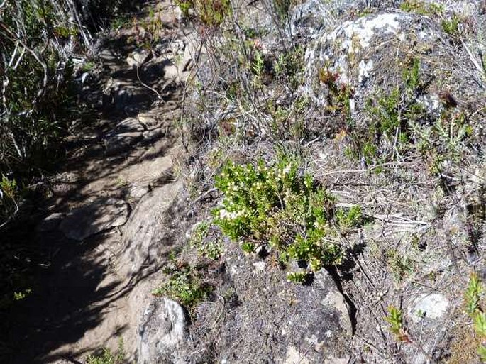 Baccharis tricuneata