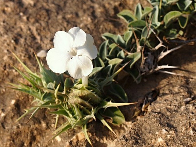 BARLERIA ALMUGHSAYLENSIS Mosti, Raffaelli et Tardelli