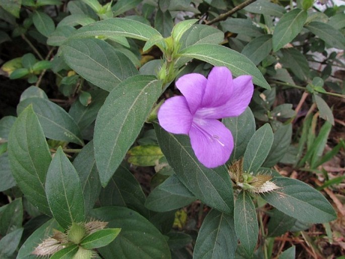 BARLERIA CRISTATA L.