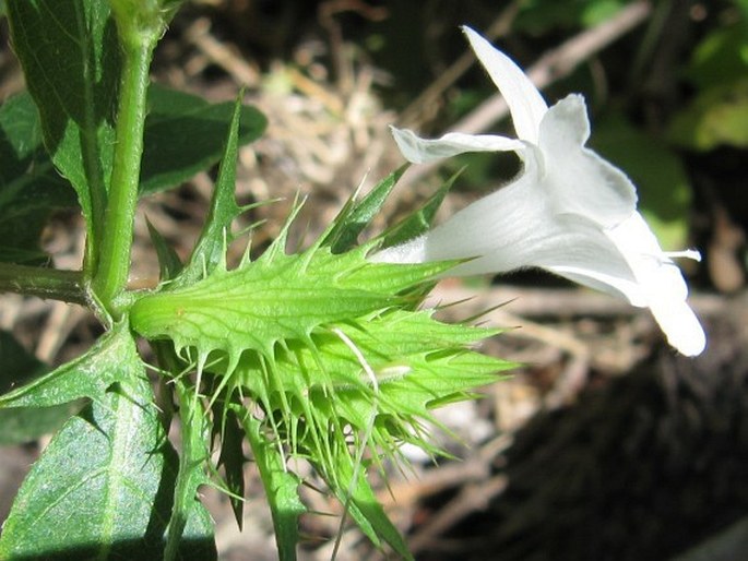 BARLERIA ELEGANS S. Moore