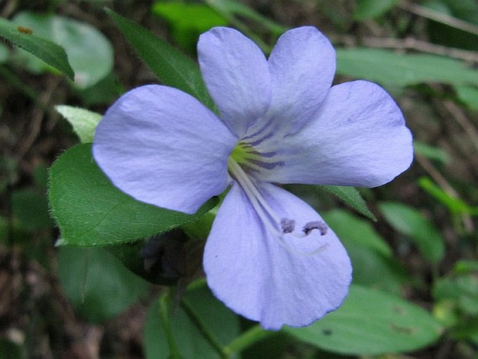 BARLERIA GUEINZII Sond.