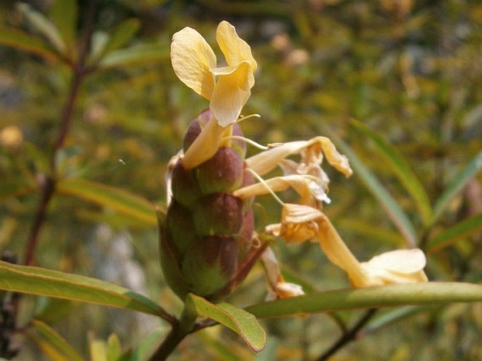 Barleria lupulina