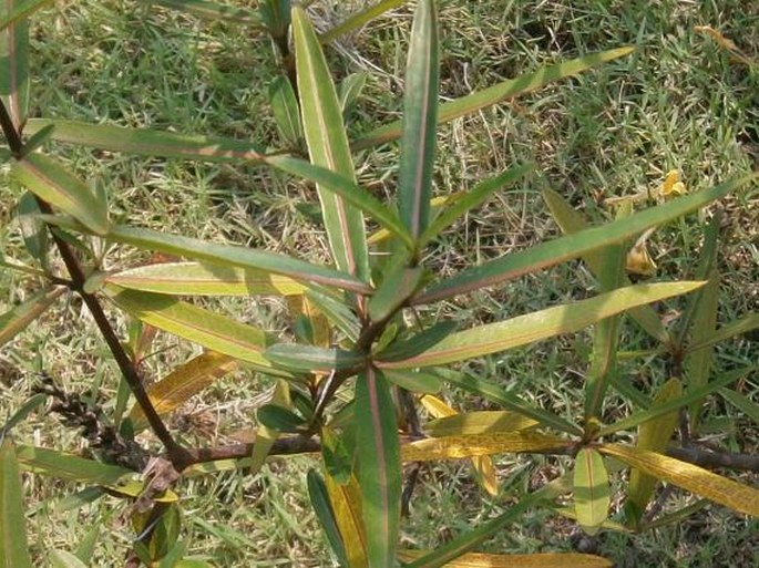 Barleria lupulina