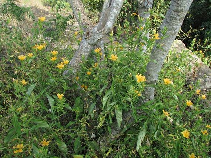 Barleria prionitis