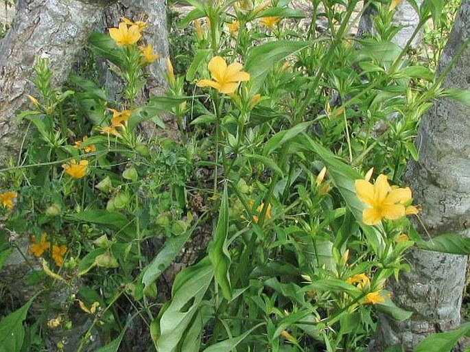 Barleria prionitis