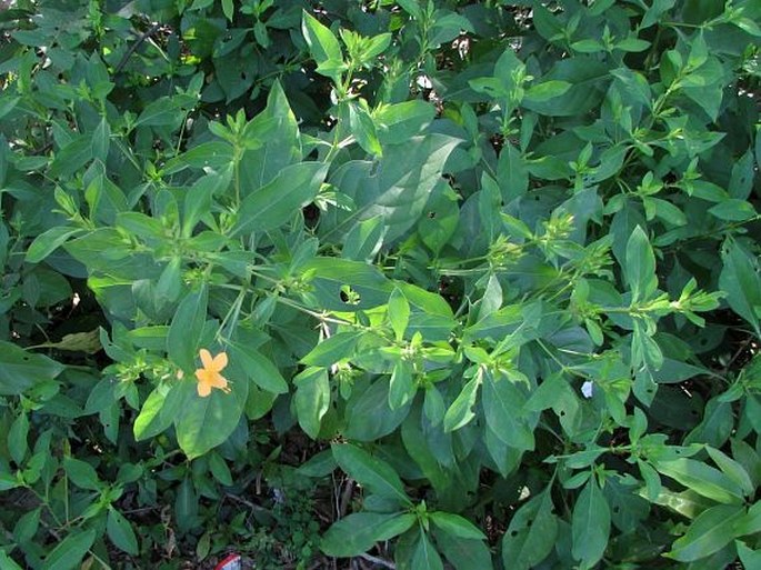 Barleria prionitis