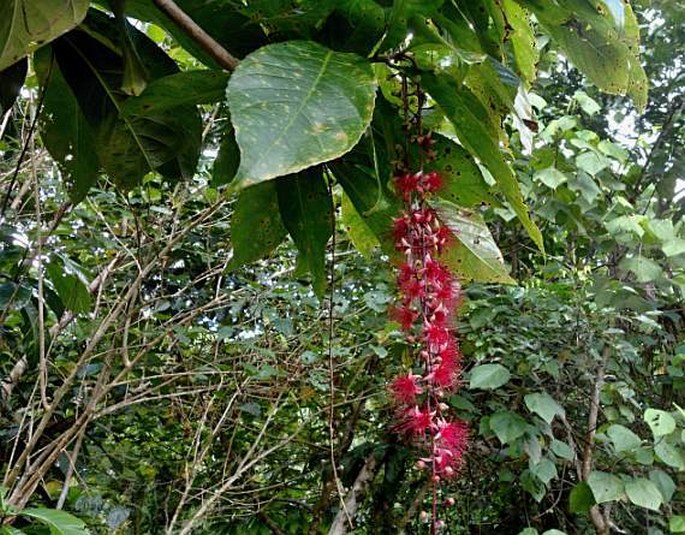 Barringtonia racemosa