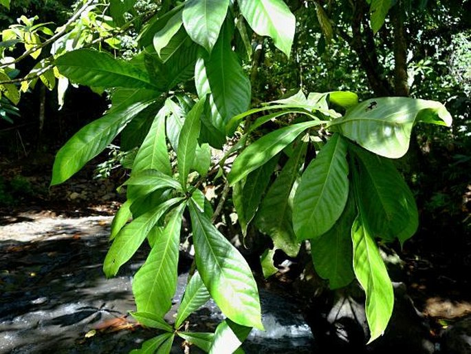 Barringtonia racemosa