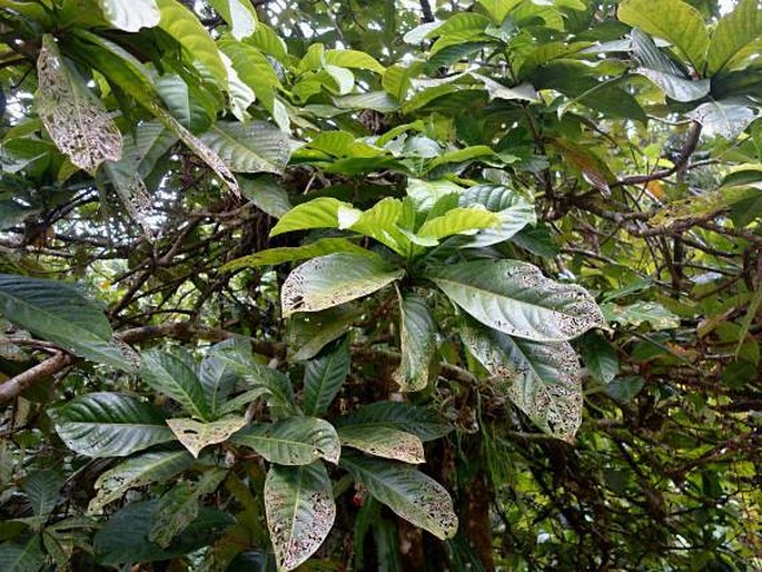 Barringtonia racemosa