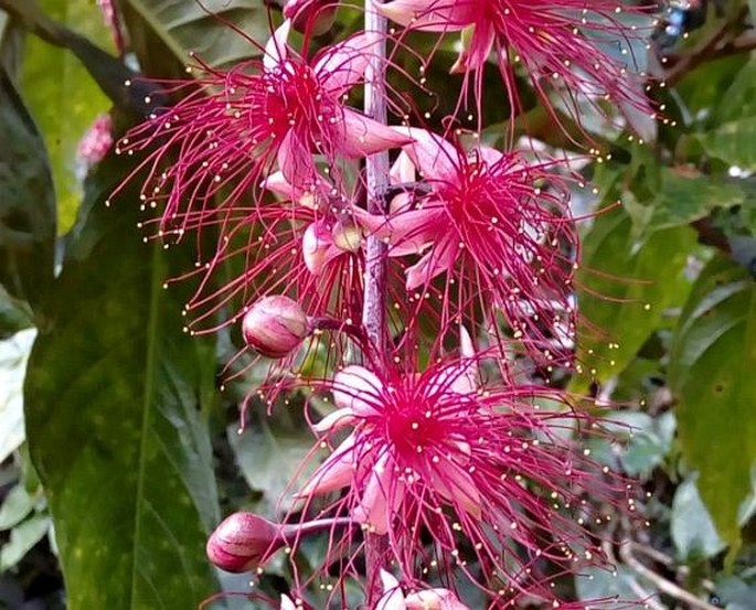 Barringtonia racemosa