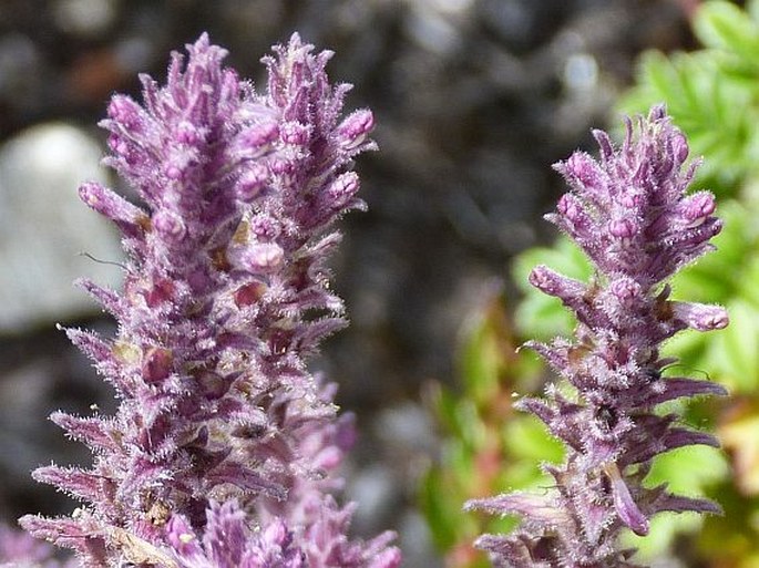 BARTSIA LANIFLORA Benth. – lepnice / bartsia