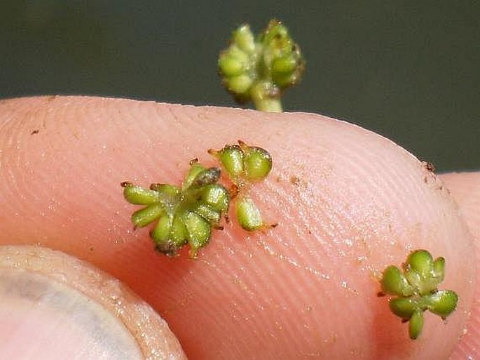 Ranunculus baudotii