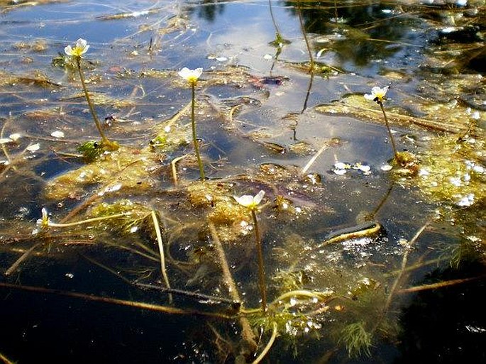 Batrachium baudotii