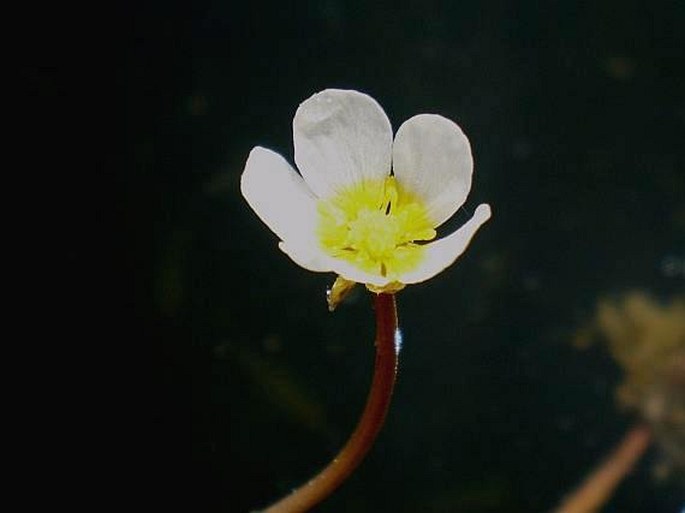 Ranunculus baudotii