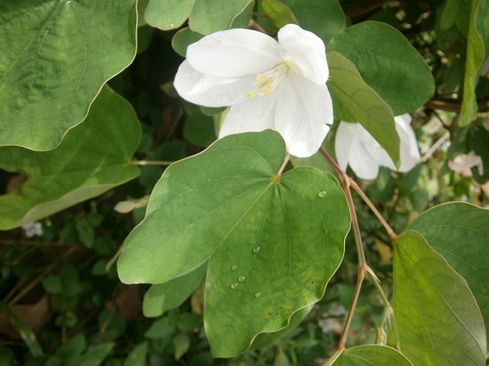 BAUHINIA ACUMINATA L. – bauhinie