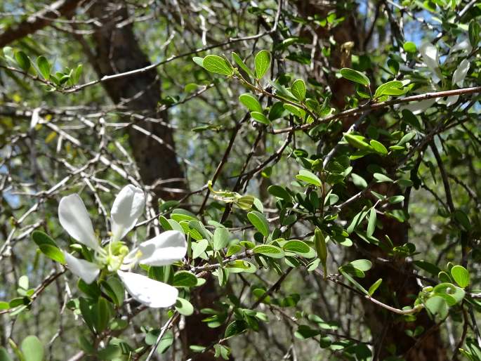 Bauhinia grandidieri