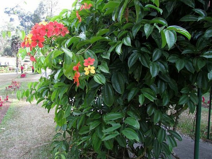 Bauhinia kockiana