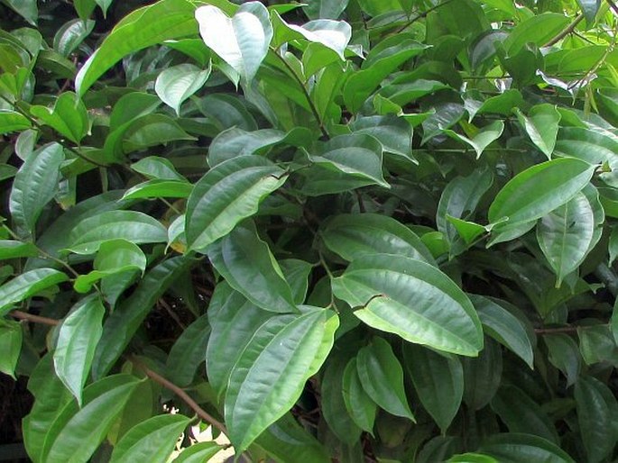 Bauhinia kockiana