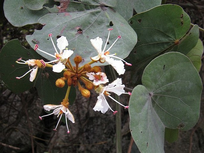 BAUHINIA PYRRHOCLADA Drake – bauhinie