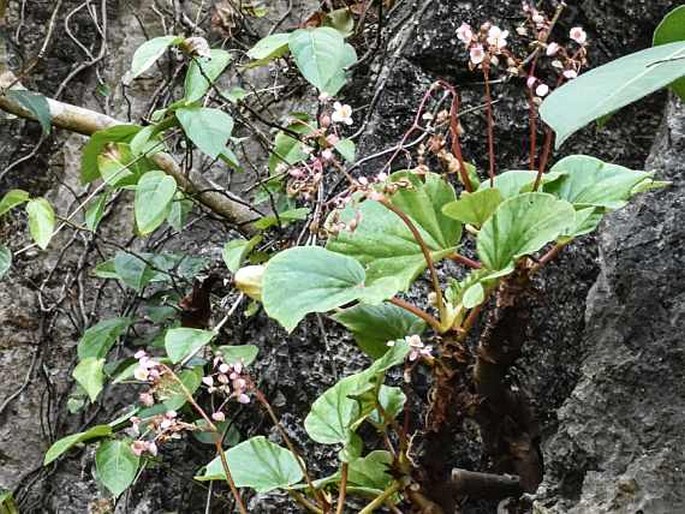 BEGONIA ELNIDOENSIS C. I Peng, Rubite et C. W. Lin – kysala