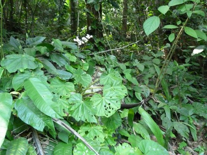 Begonia sericoneura